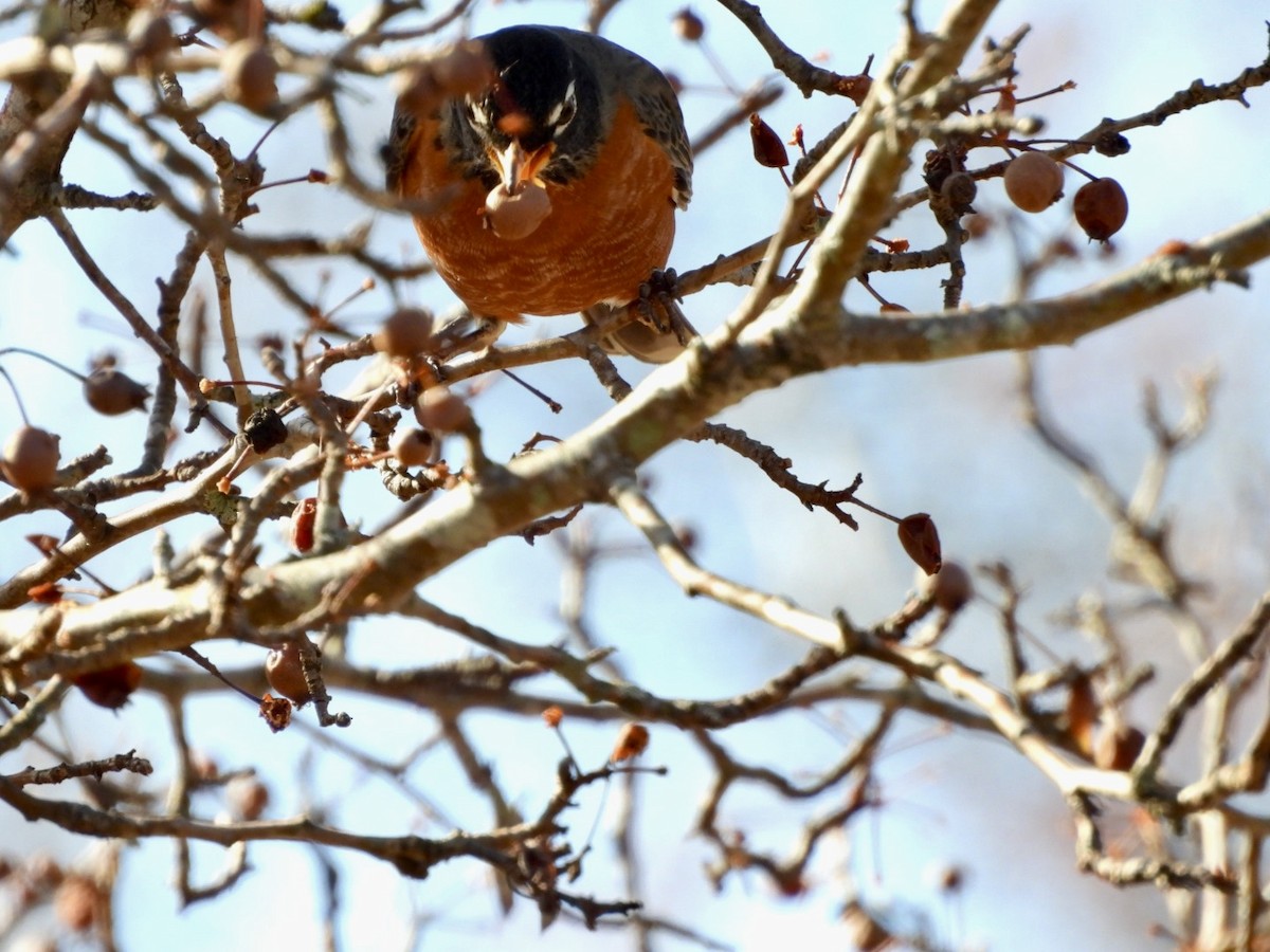 Göçmen Ardıç - ML647357114