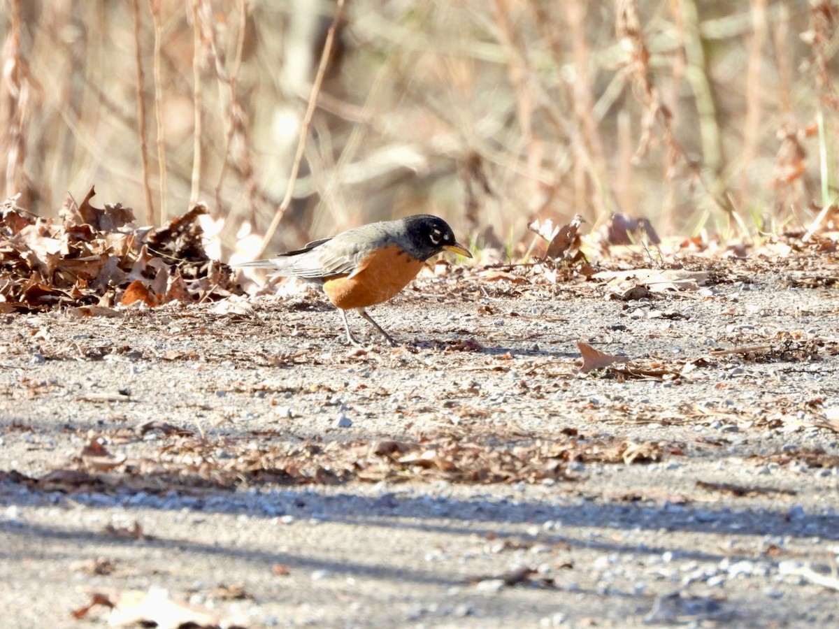 Göçmen Ardıç - ML647357115