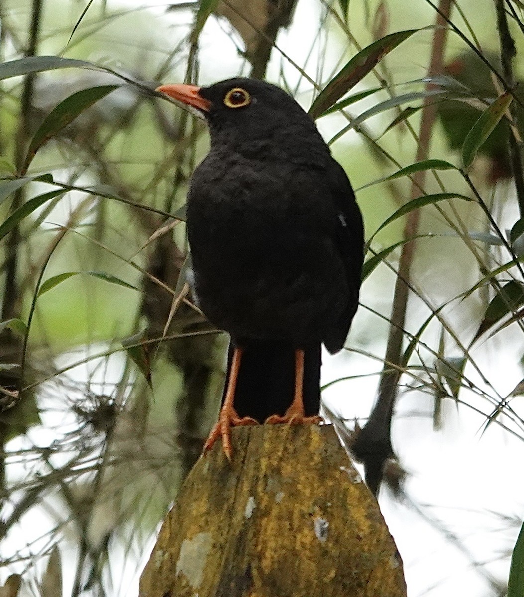 Glossy-black Thrush - ML647357118