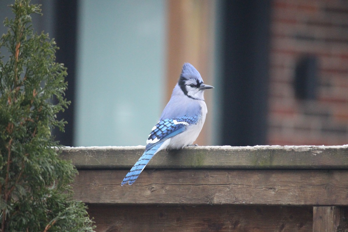 Blue Jay - ML647357122
