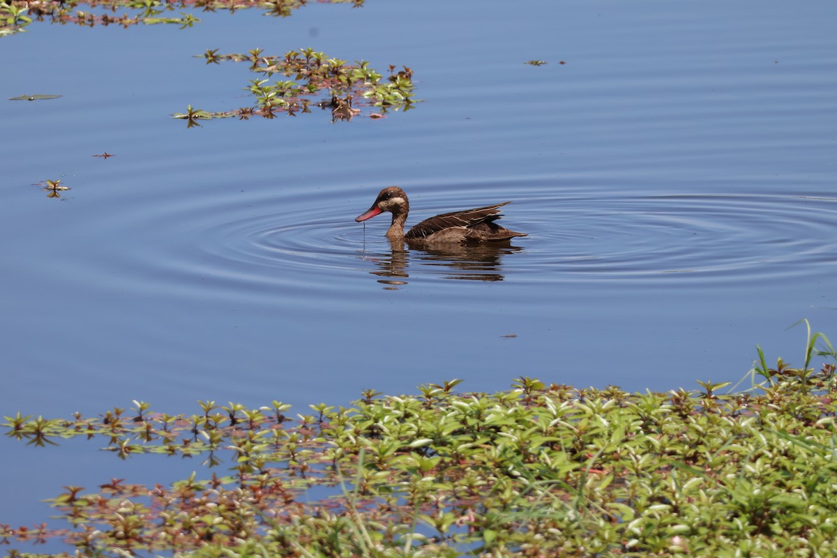 Red-billed Duck - ML647357135