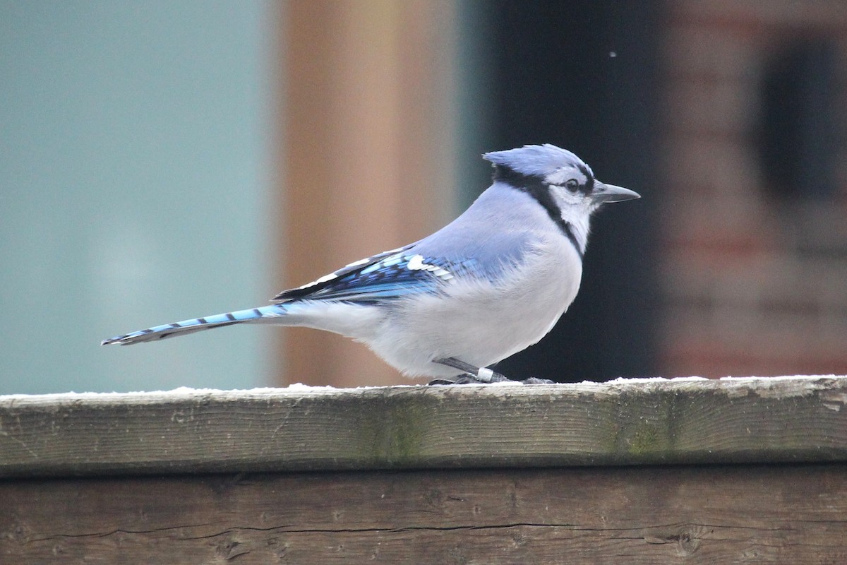 Blue Jay - ML647357136