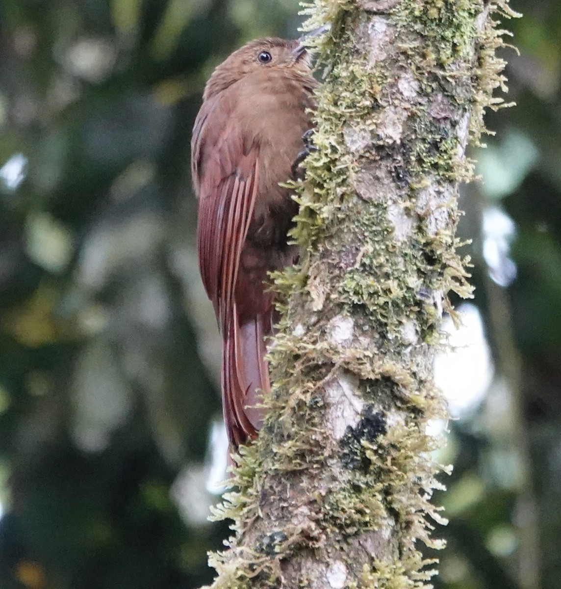 Tyrannenbaumsteiger - ML647357144