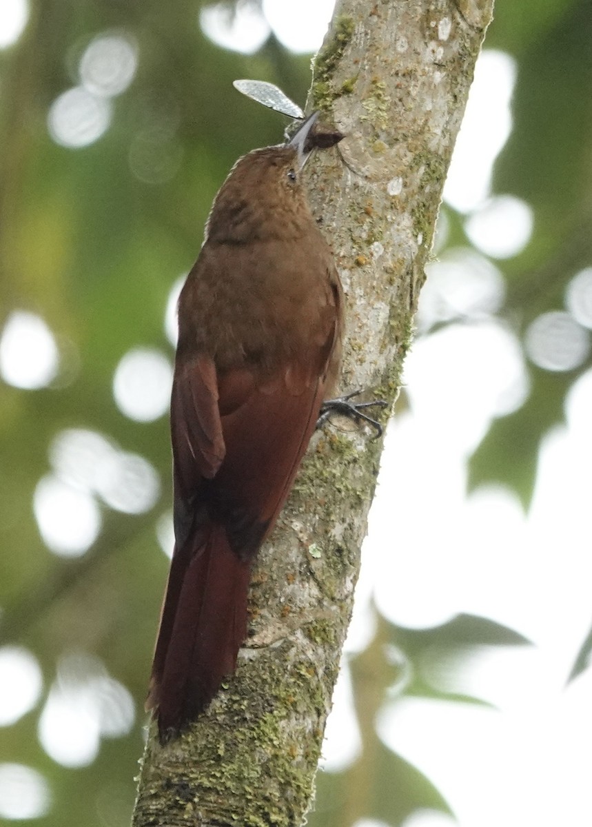 Tyrannenbaumsteiger - ML647357174