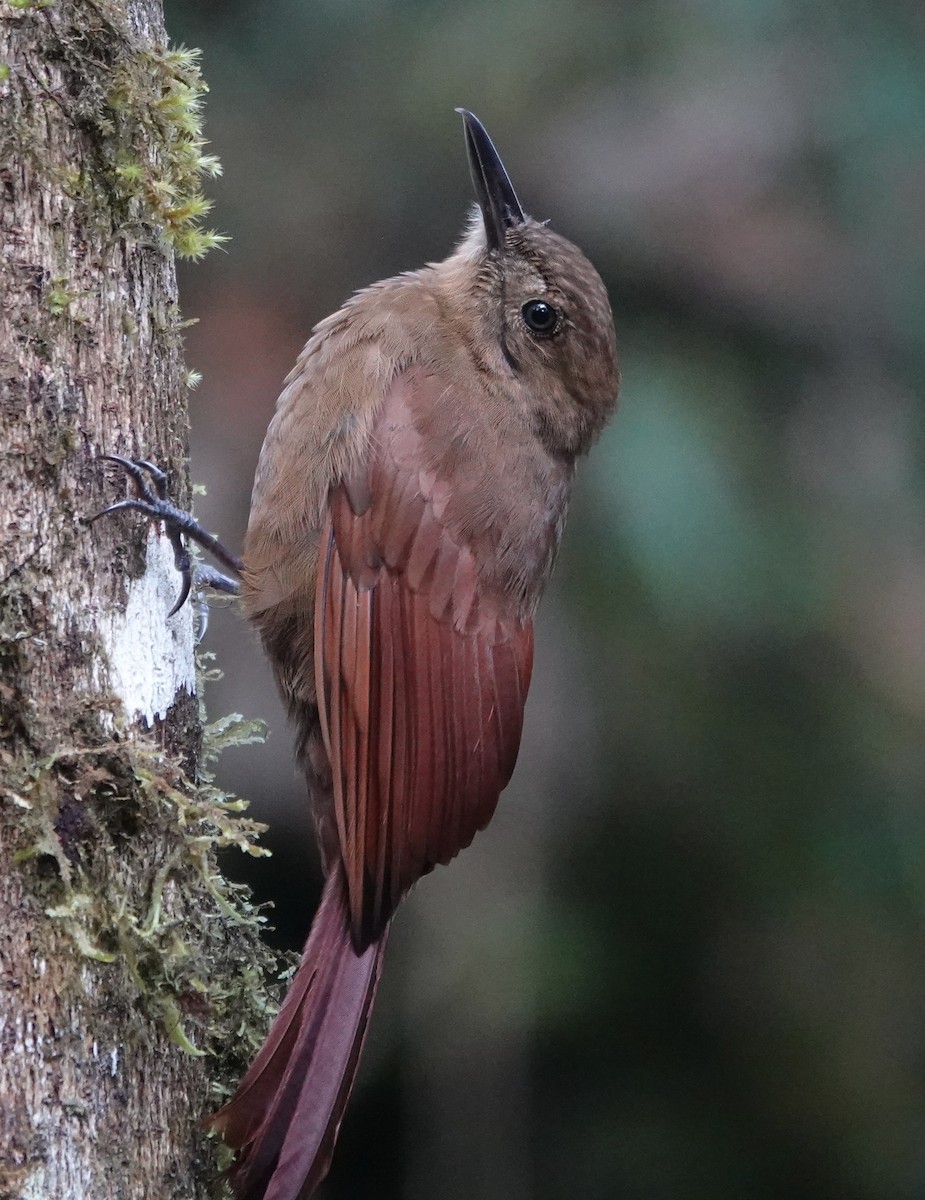 Tyrannenbaumsteiger - ML647357175