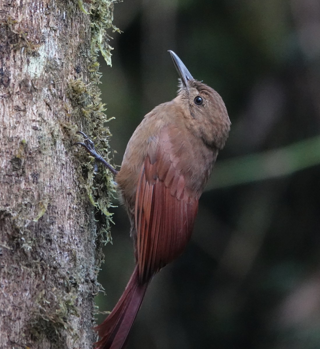 Tyrannenbaumsteiger - ML647357176