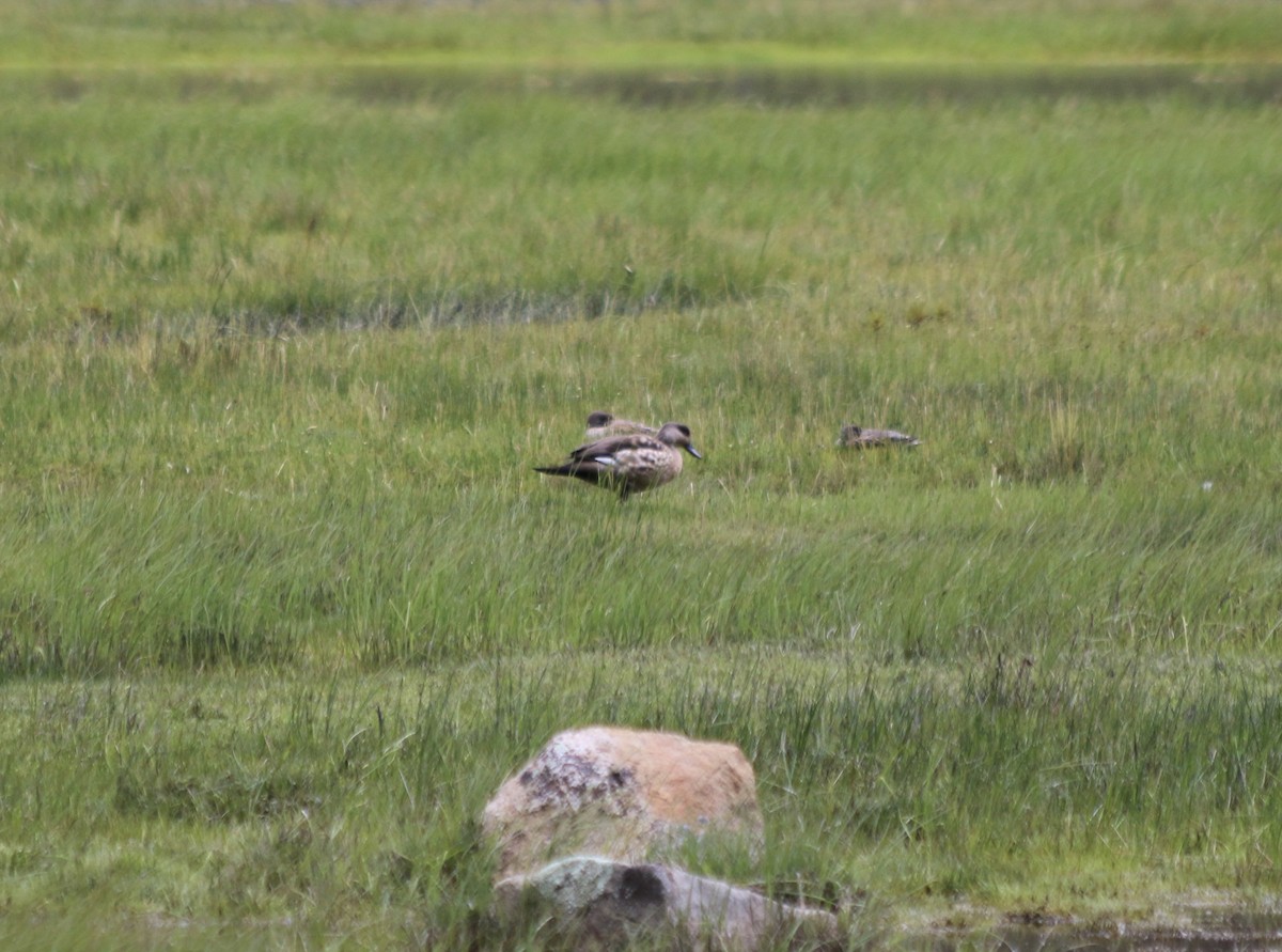 Crested Duck - ML647357218