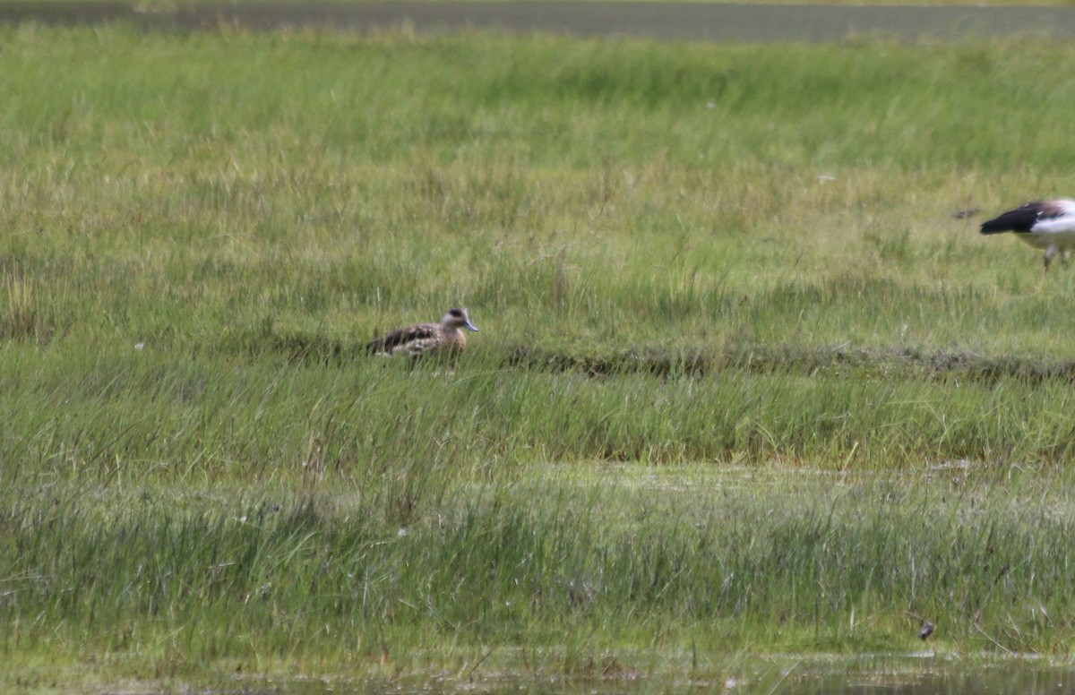 Crested Duck - ML647357220