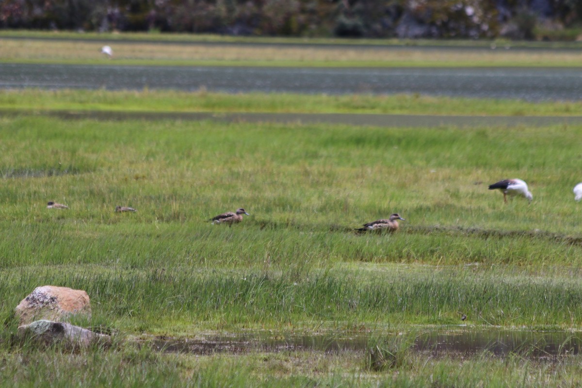 Crested Duck - ML647357222