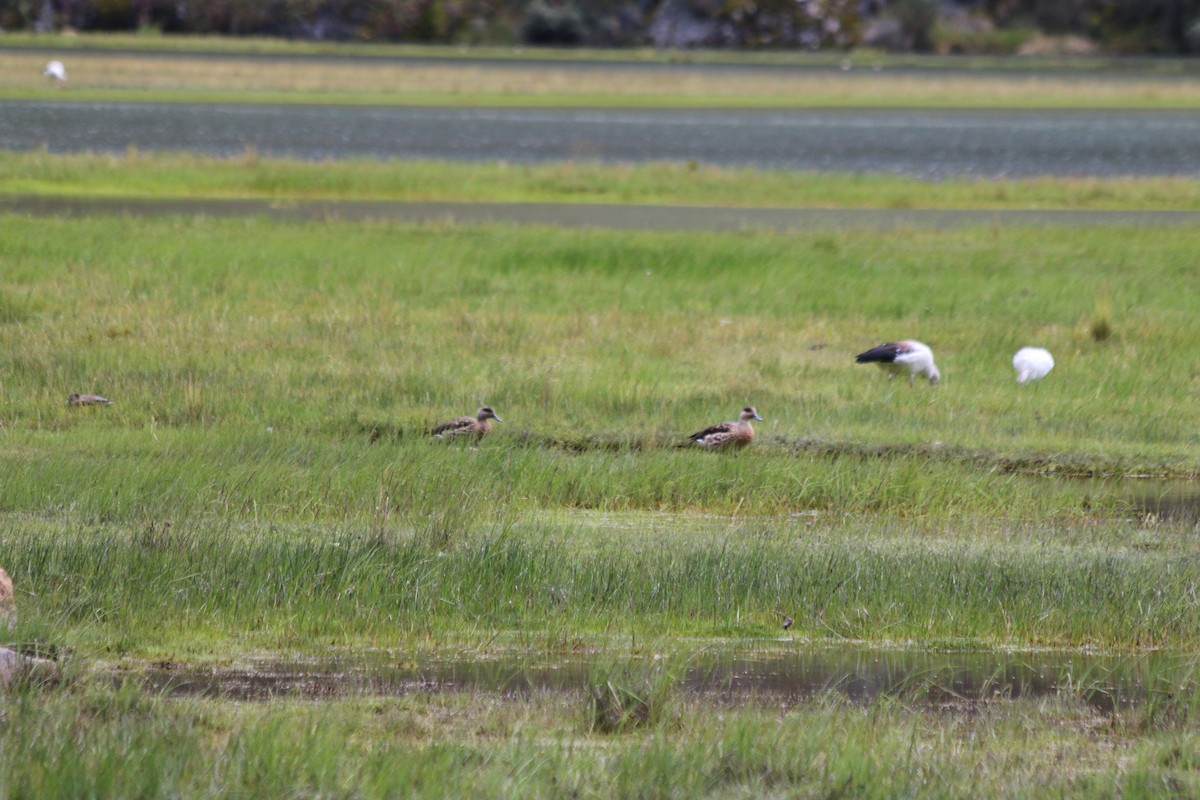 Crested Duck - ML647357224