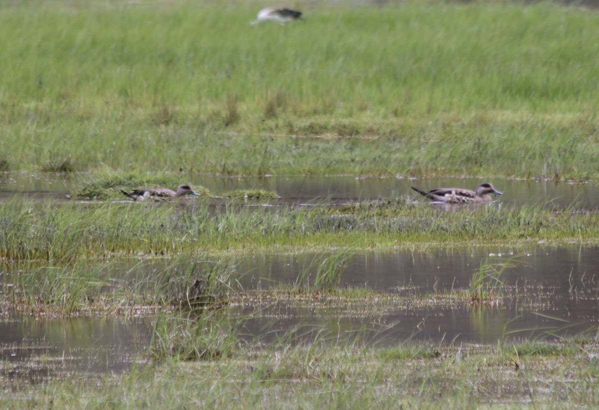 Crested Duck - ML647357225