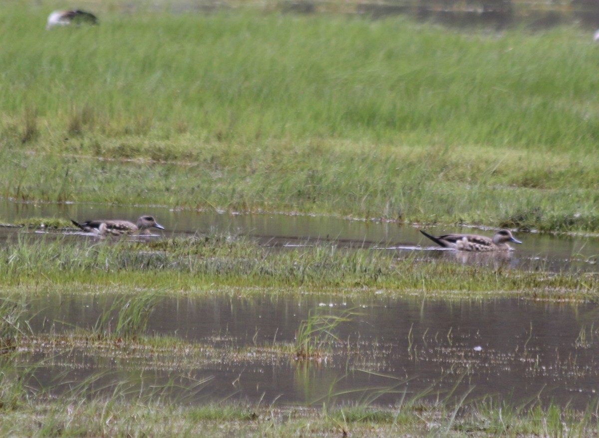 Crested Duck - ML647357229