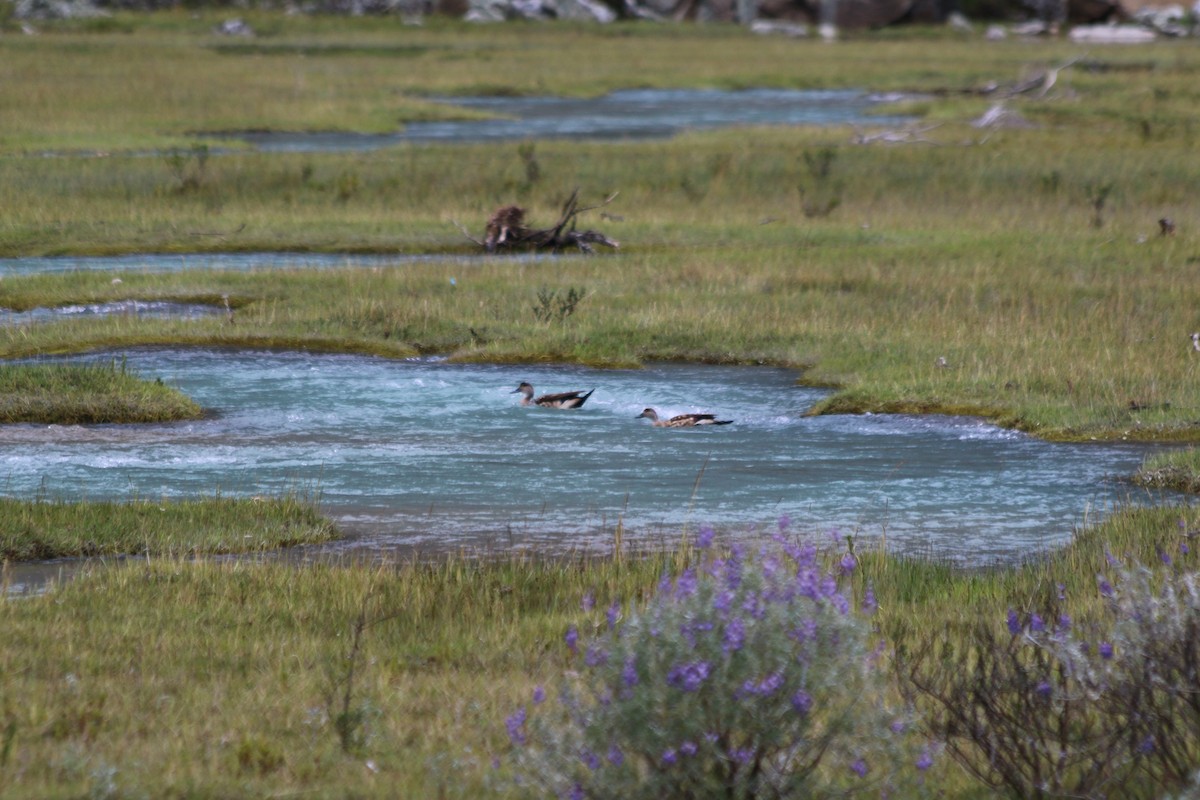 Crested Duck - ML647357231