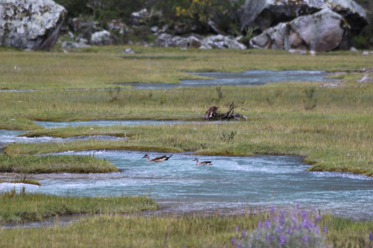 Crested Duck - ML647357232