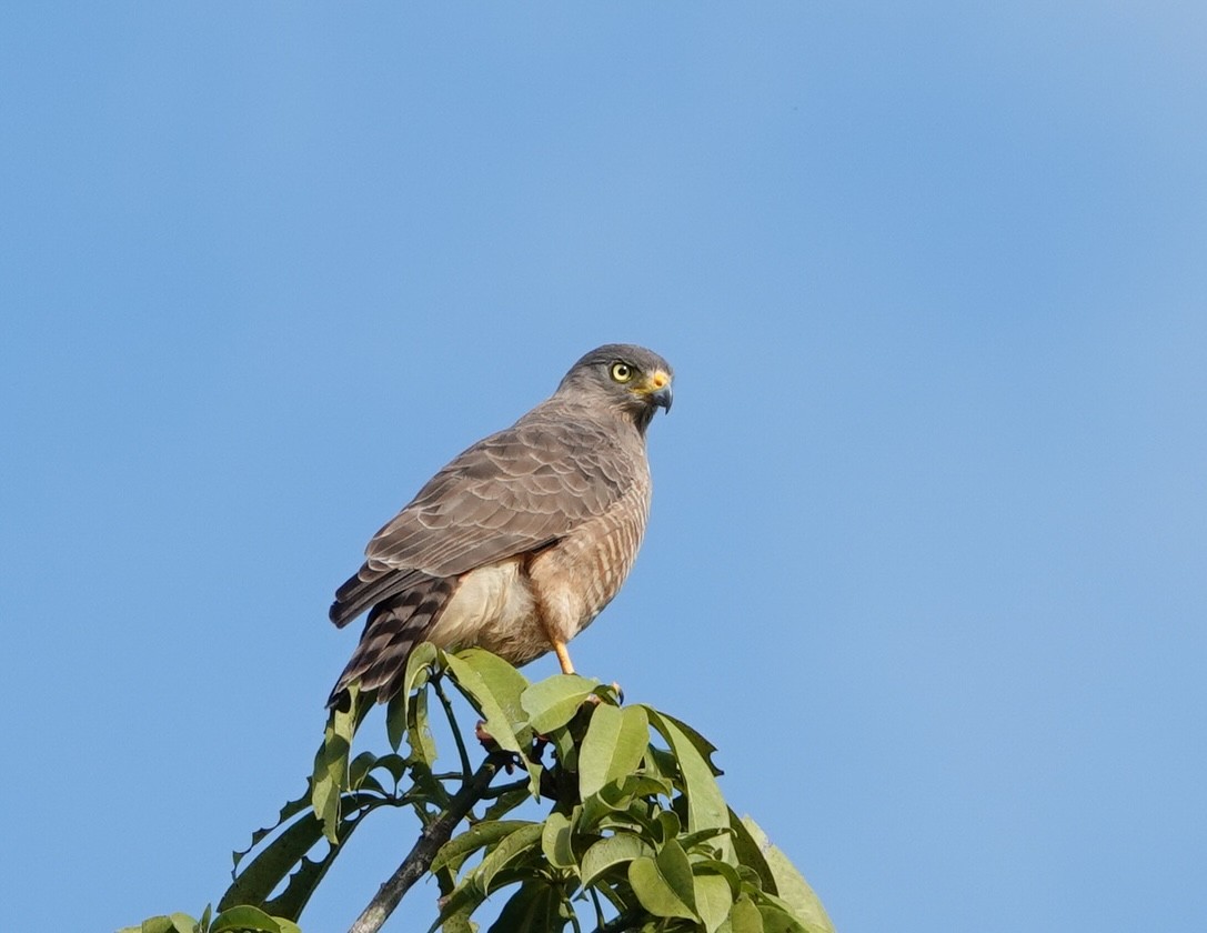 Roadside Hawk - ML647357240