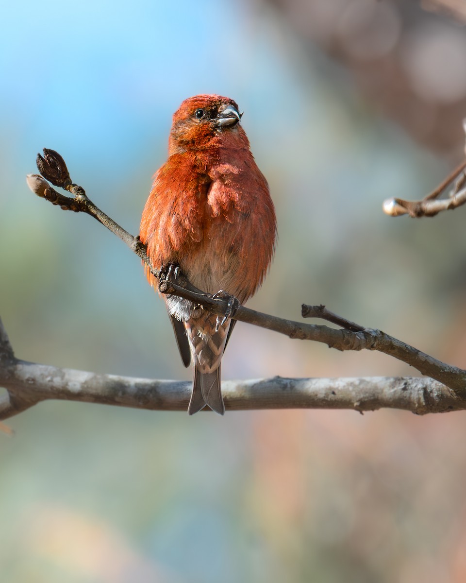 イスカ - ML647357270