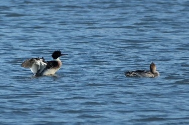 Red-breasted Merganser - ML647357287