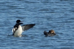 Red-breasted Merganser - ML647357288