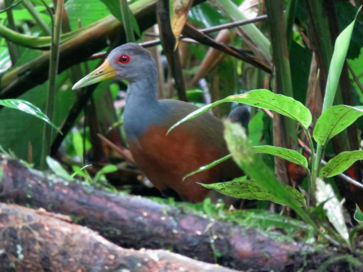 Gray-cowled Wood-Rail - ML647357294