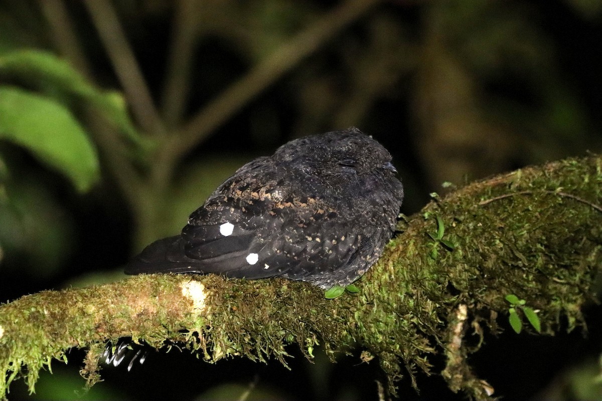 Choco Poorwill - ML647357298