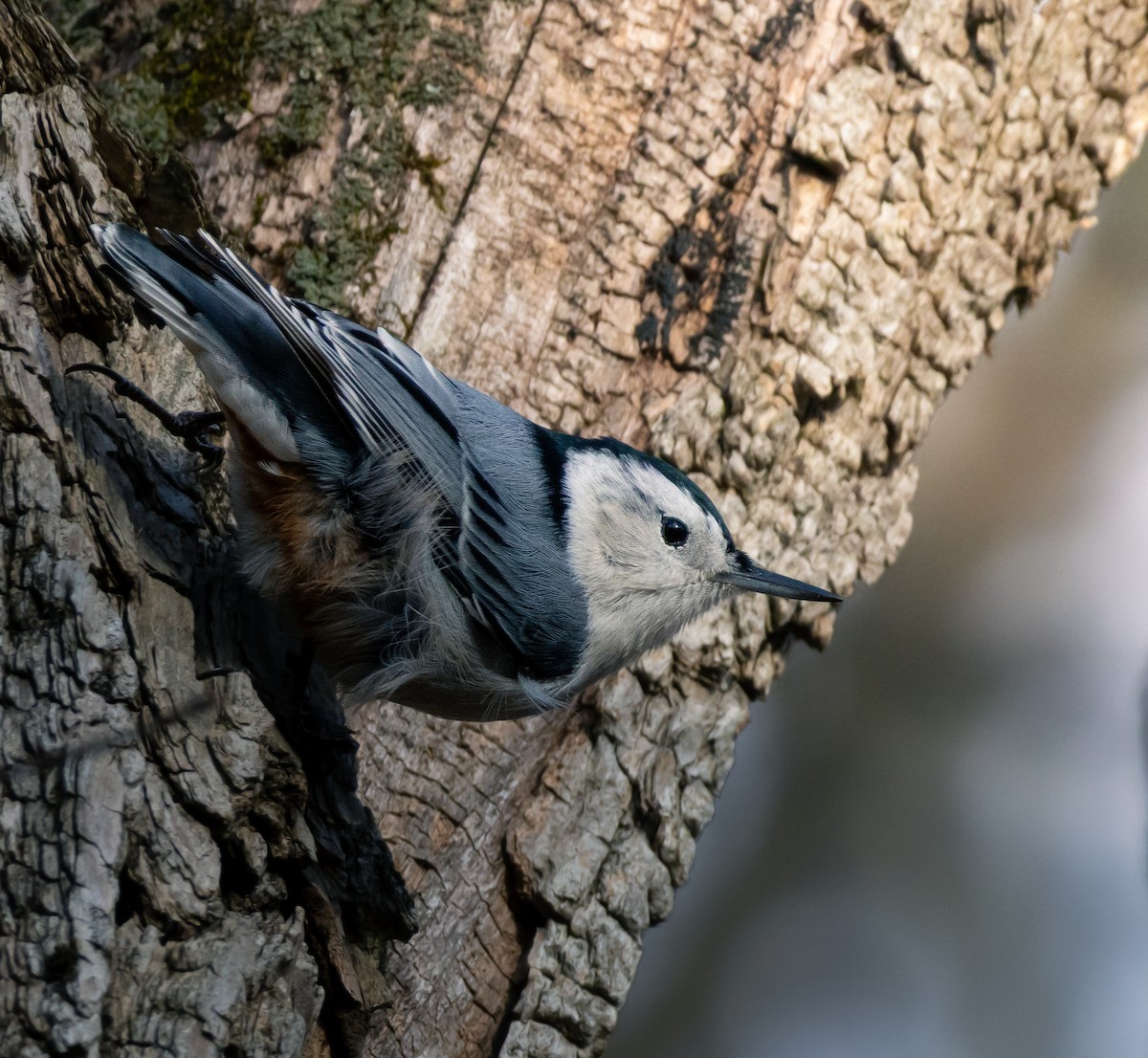 Weißbrustkleiber - ML647357299