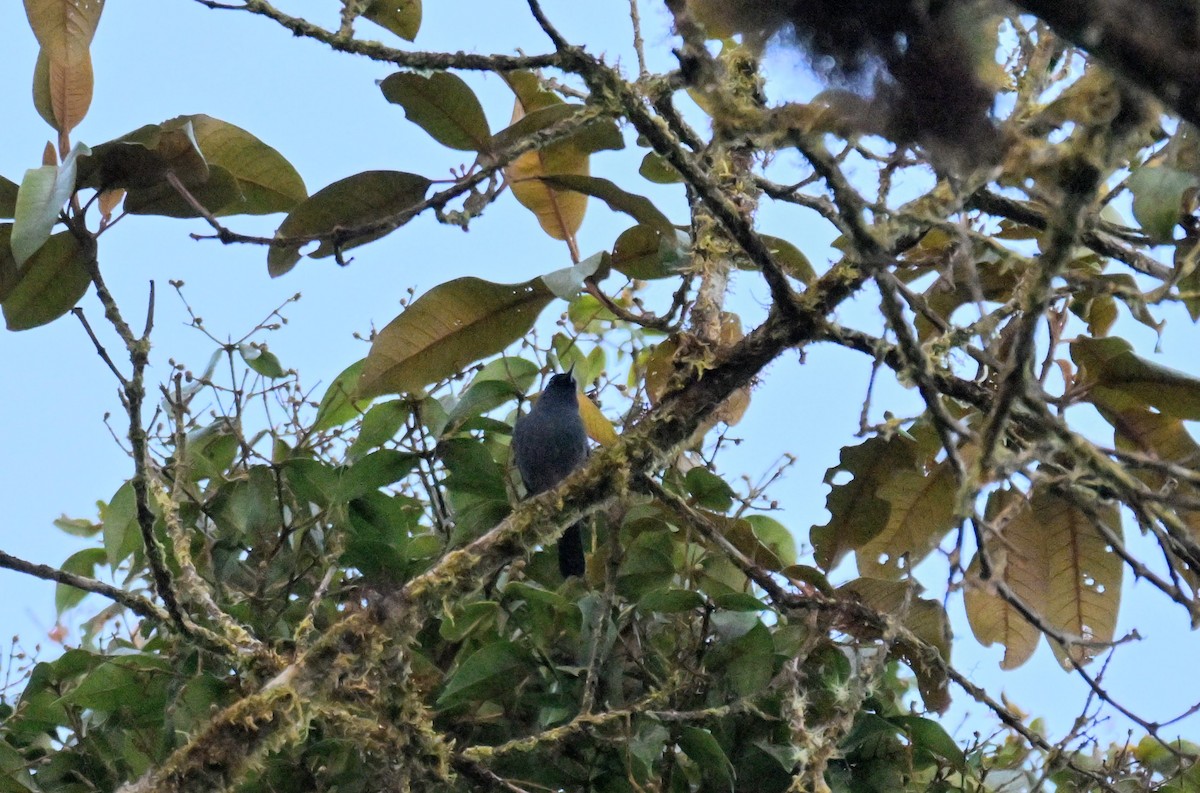 Glossy-black Thrush - ML647357304