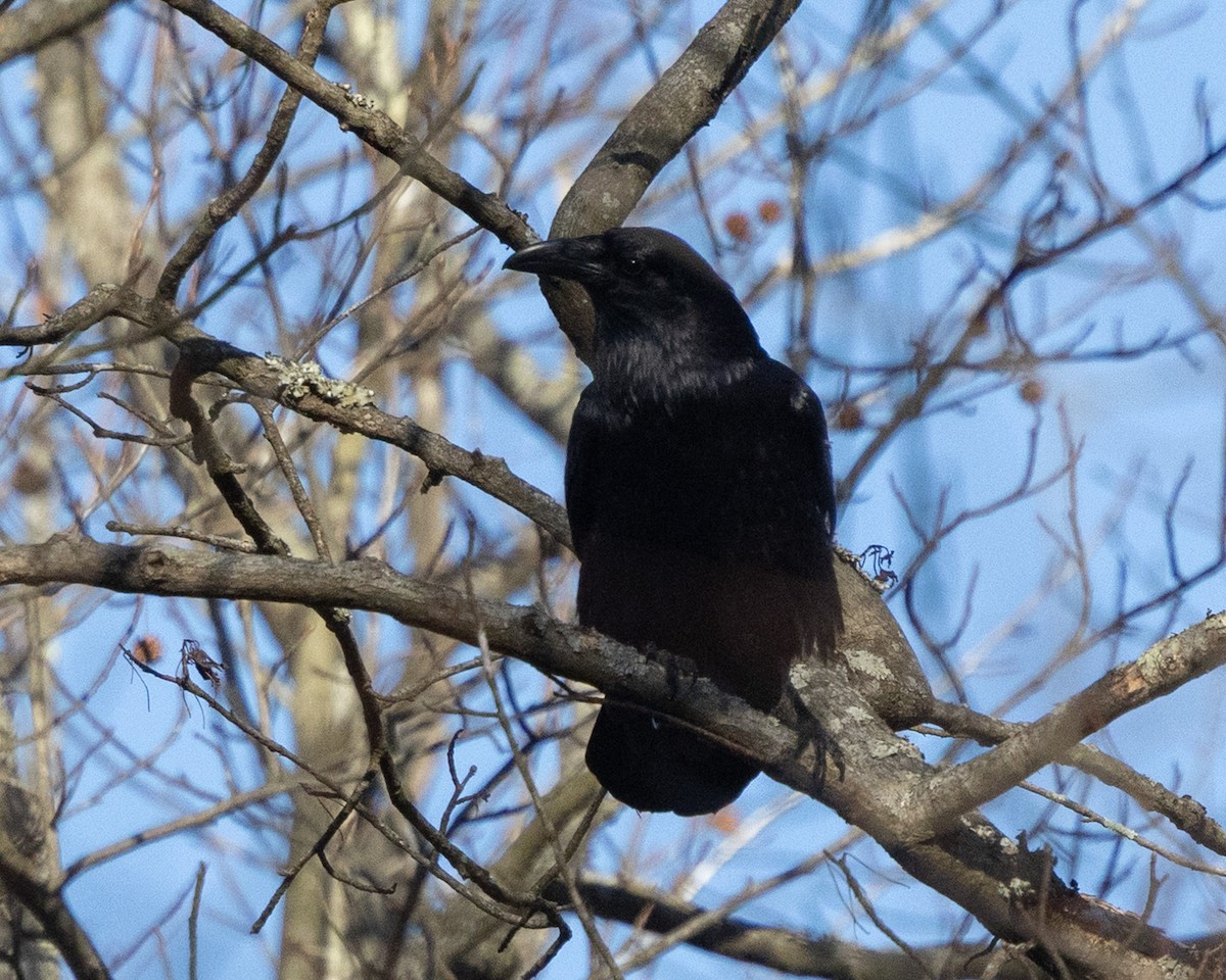 עורב שחור - ML647357308