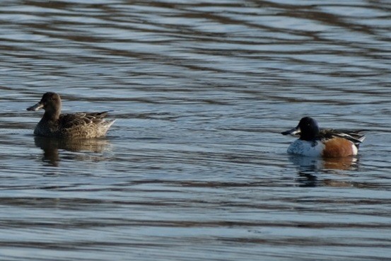 Northern Shoveler - ML647357323