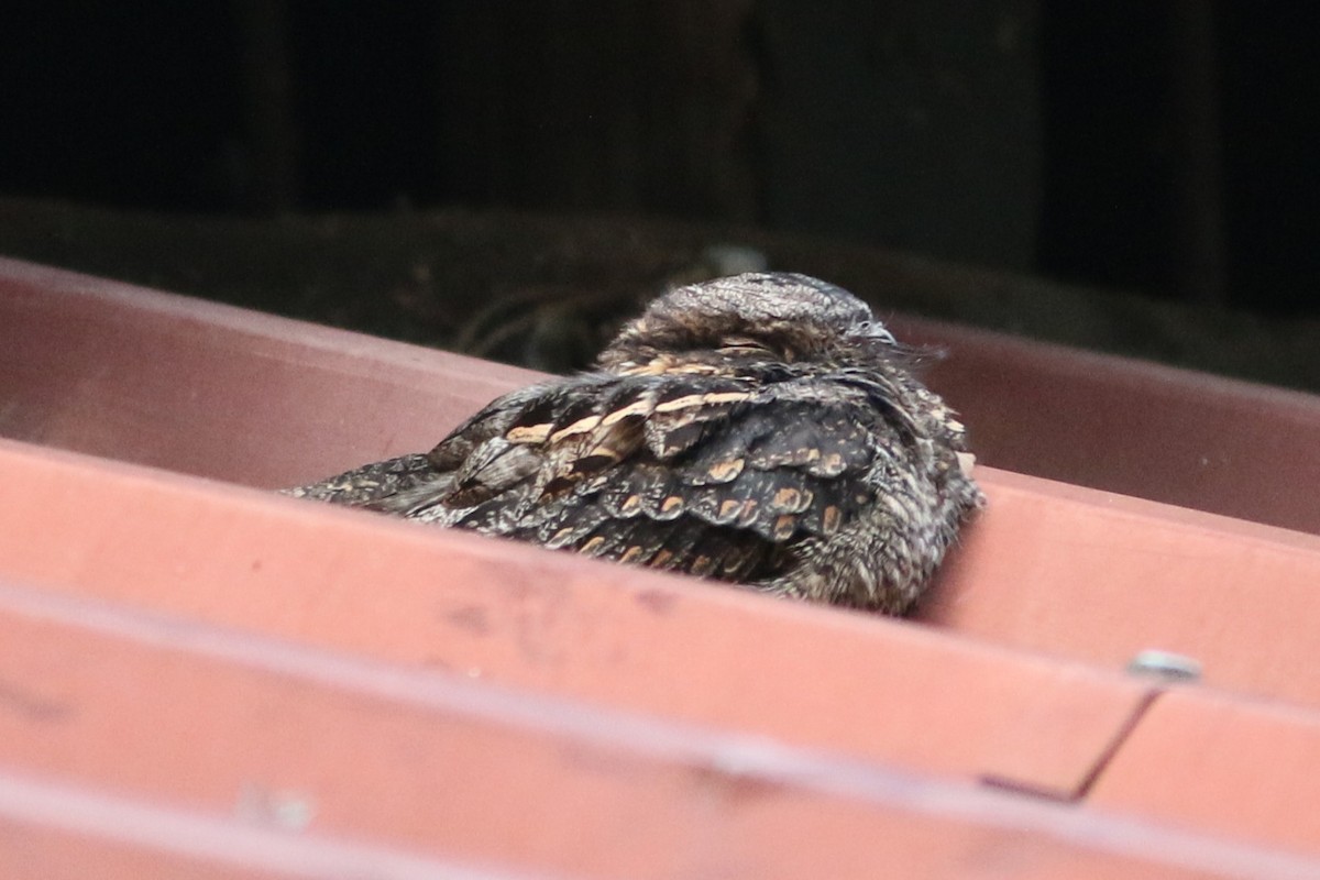 Madagascar Nightjar - ML647357359