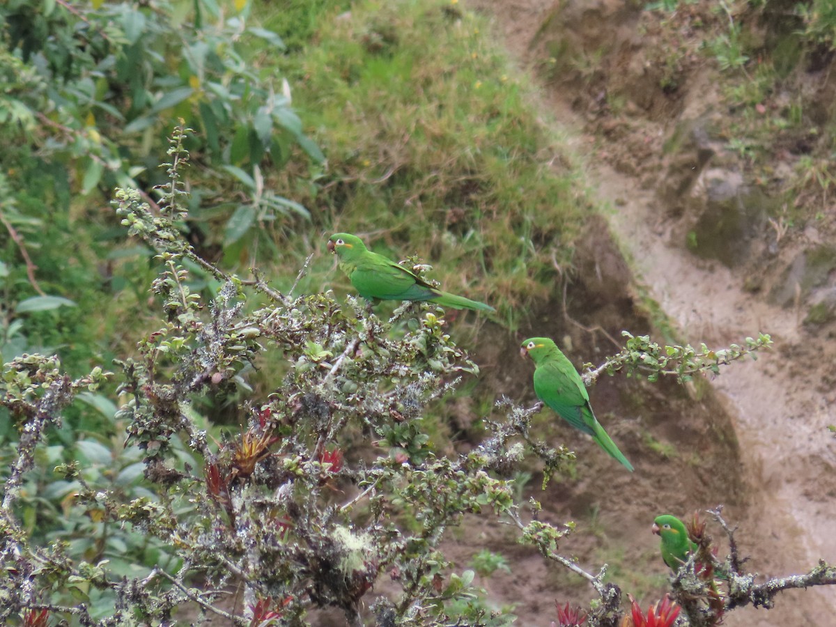Golden-plumed Parakeet - ML647357360