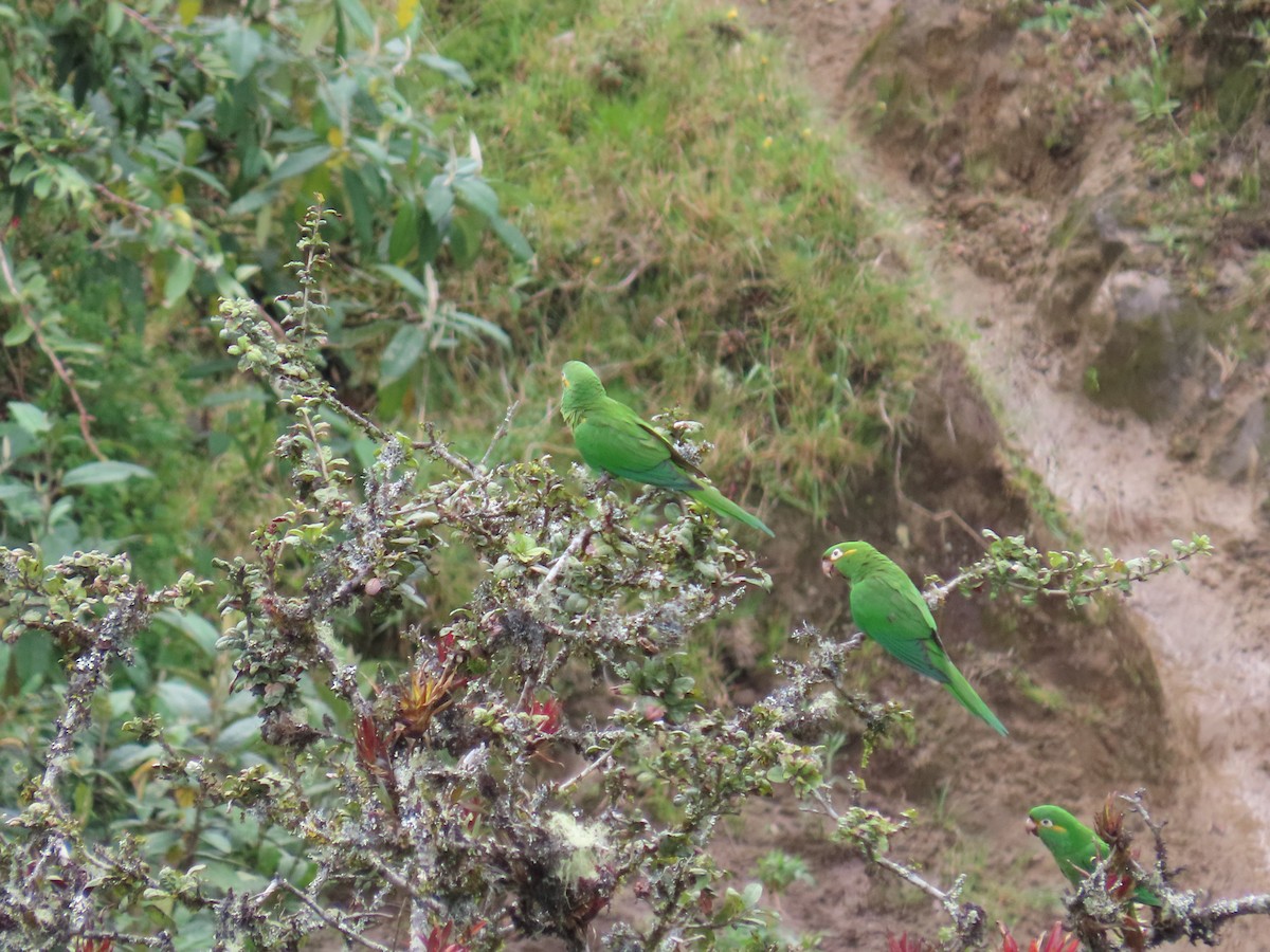 Golden-plumed Parakeet - ML647357361