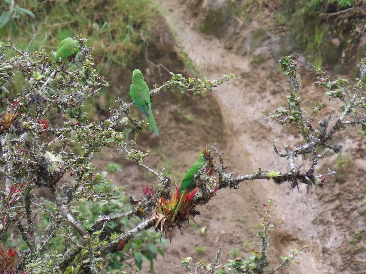 Golden-plumed Parakeet - ML647357362