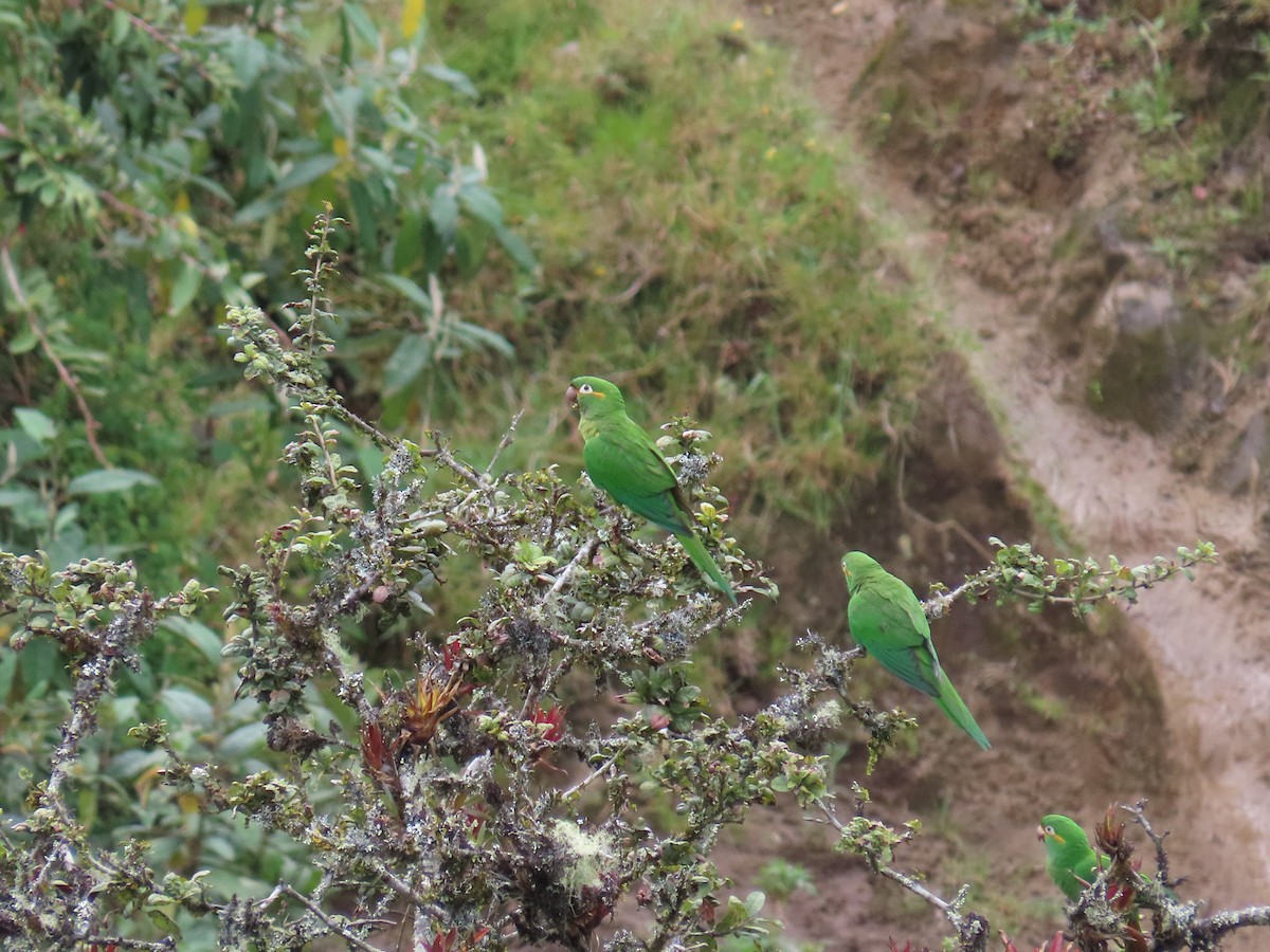 Golden-plumed Parakeet - ML647357363