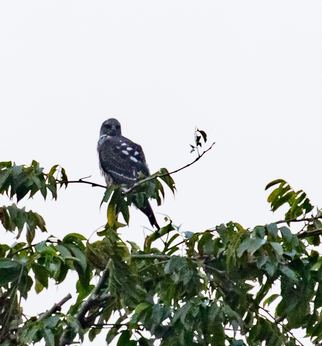 Mississippi Kite - ML647357371