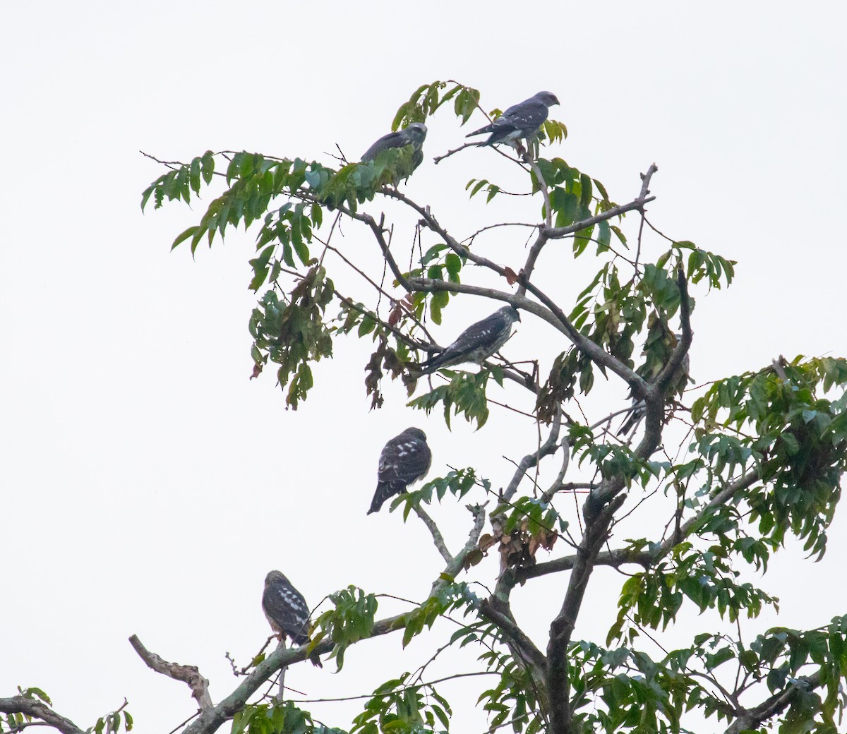 Mississippi Kite - ML647357372