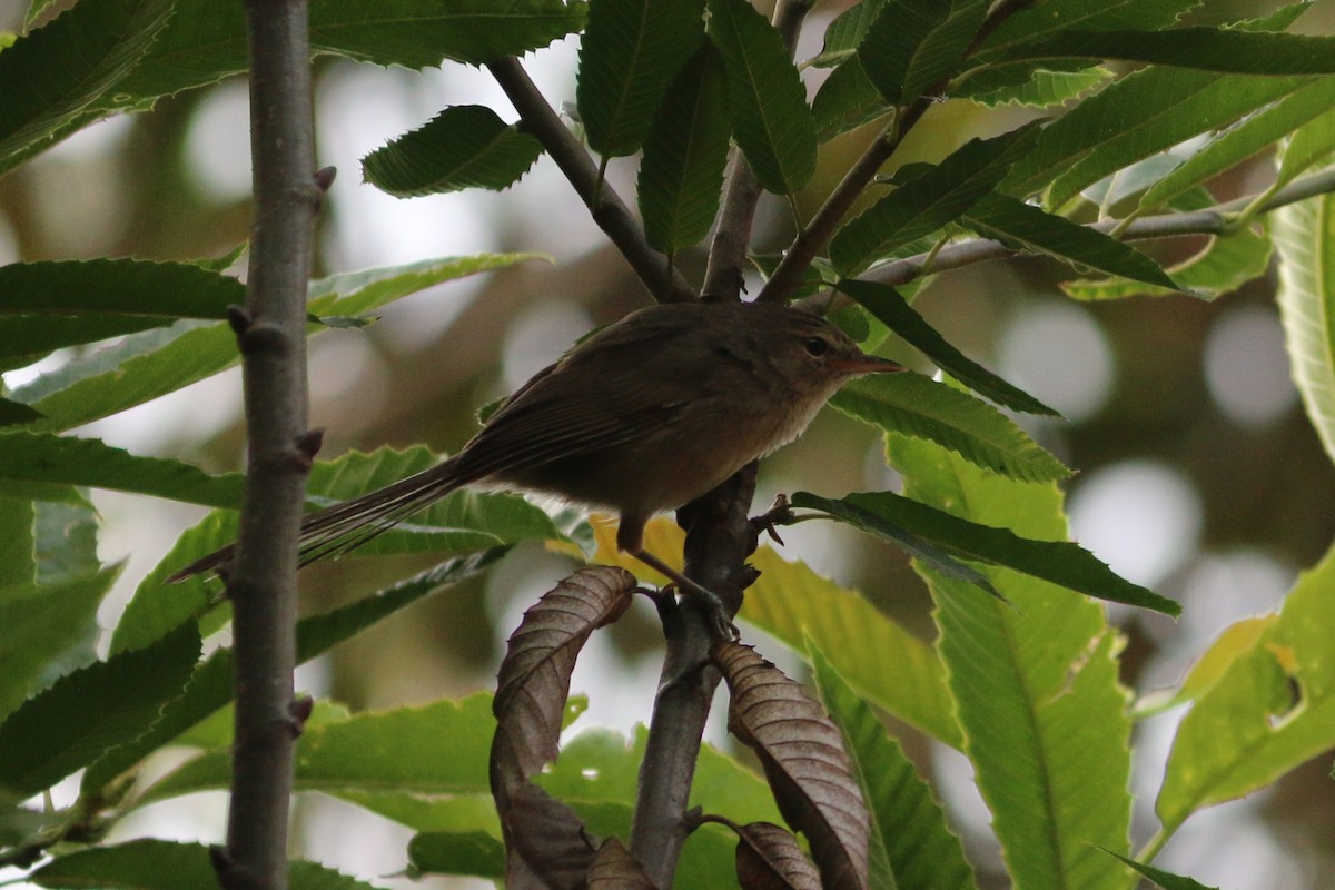 Malagasy Brush-Warbler - ML647357387