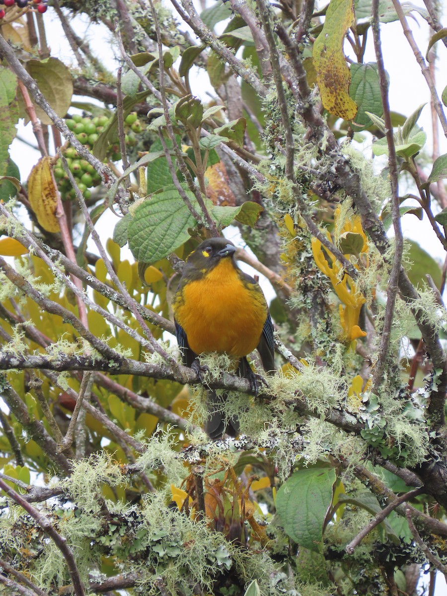 Lacrimose Mountain Tanager - ML647357393