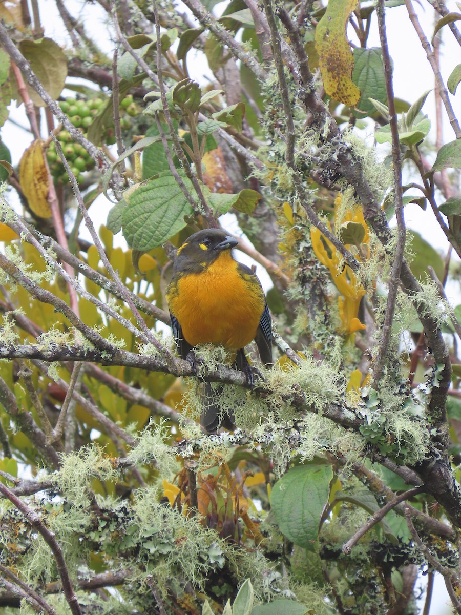 Lacrimose Mountain Tanager - ML647357394