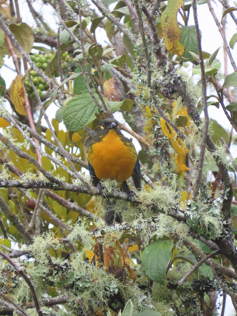 Lacrimose Mountain Tanager - ML647357395