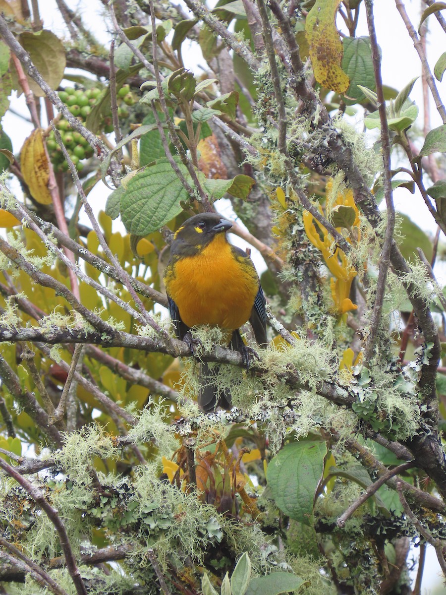Lacrimose Mountain Tanager - ML647357396