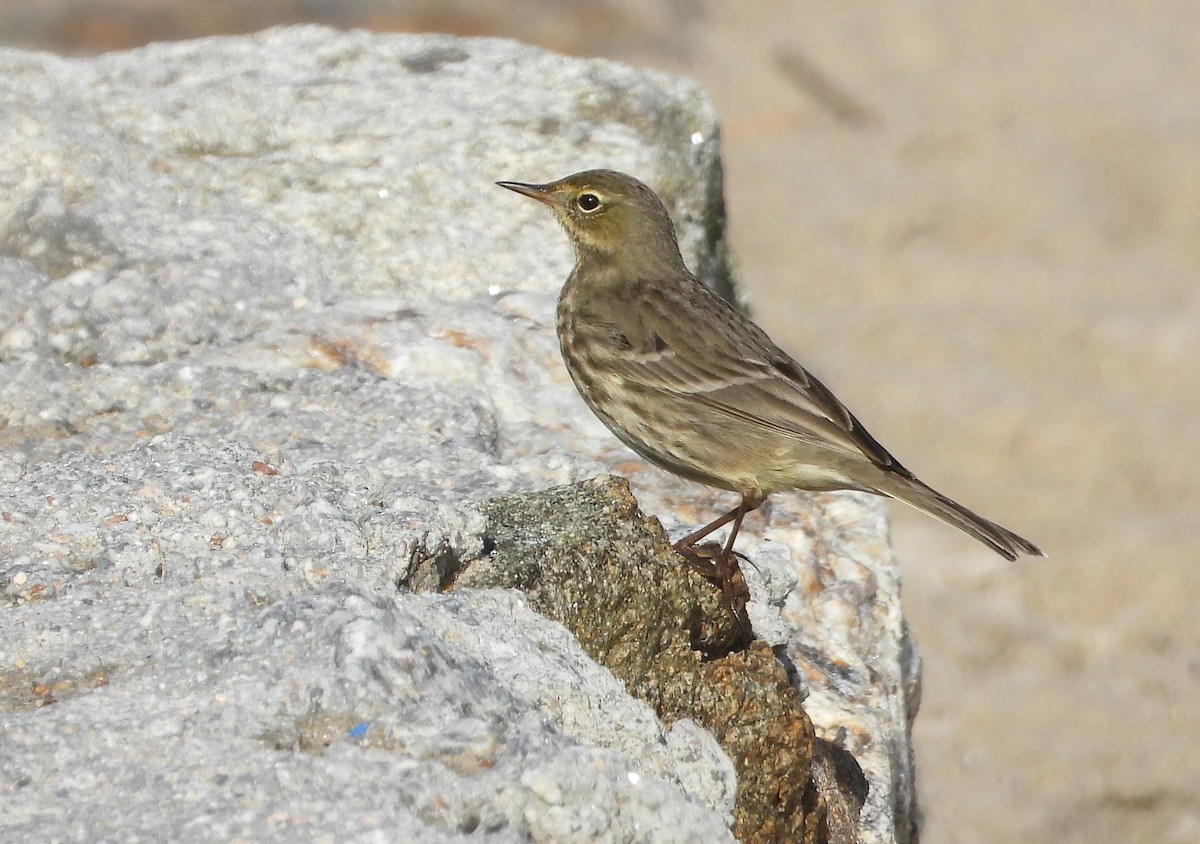 Rock Pipit - ML647357405