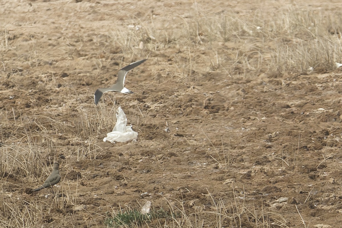 Collared Pratincole - ML647357425