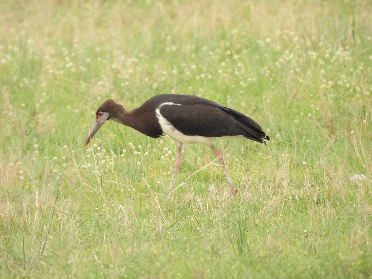 Abdim's Stork - ML647357426