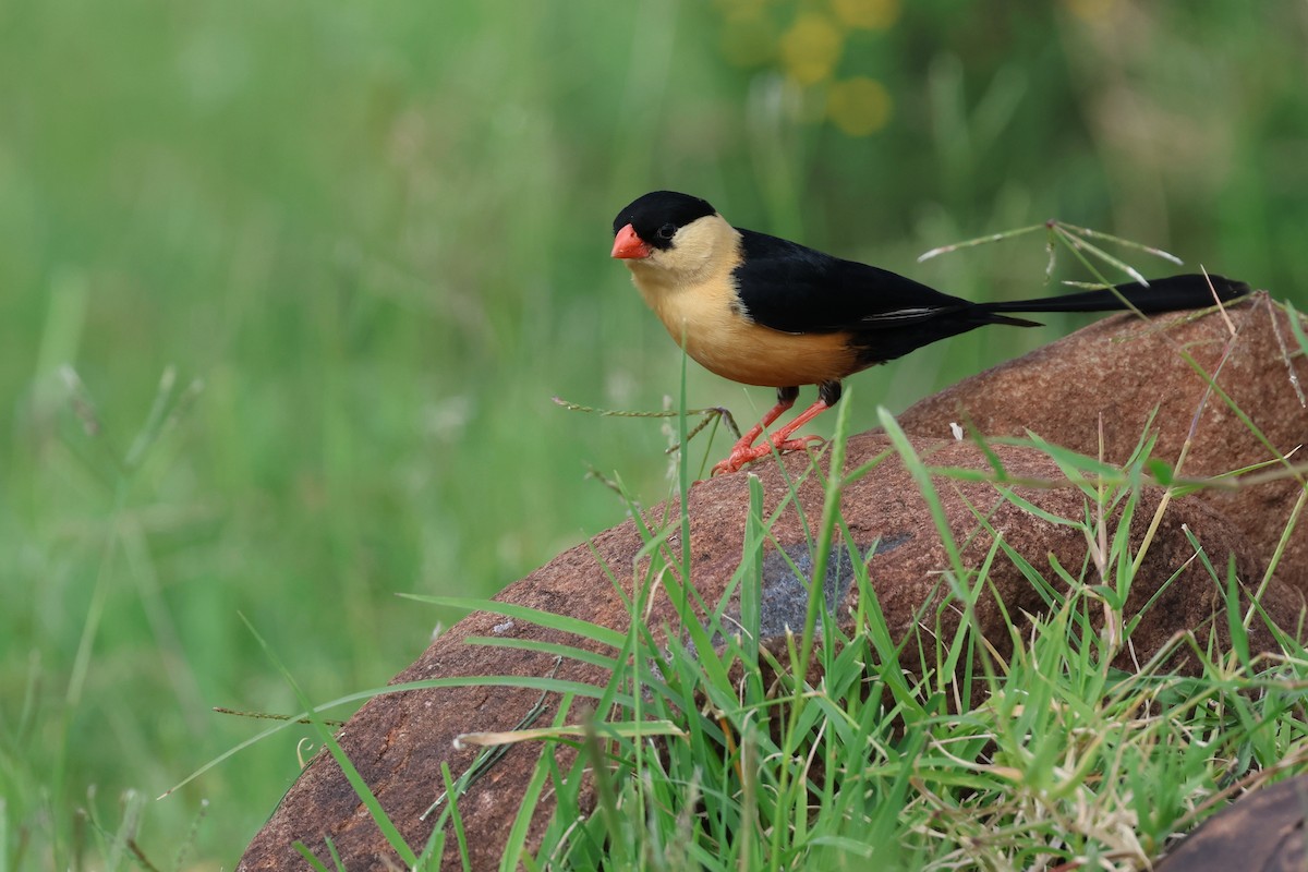 ミカドスズメ - ML647357428