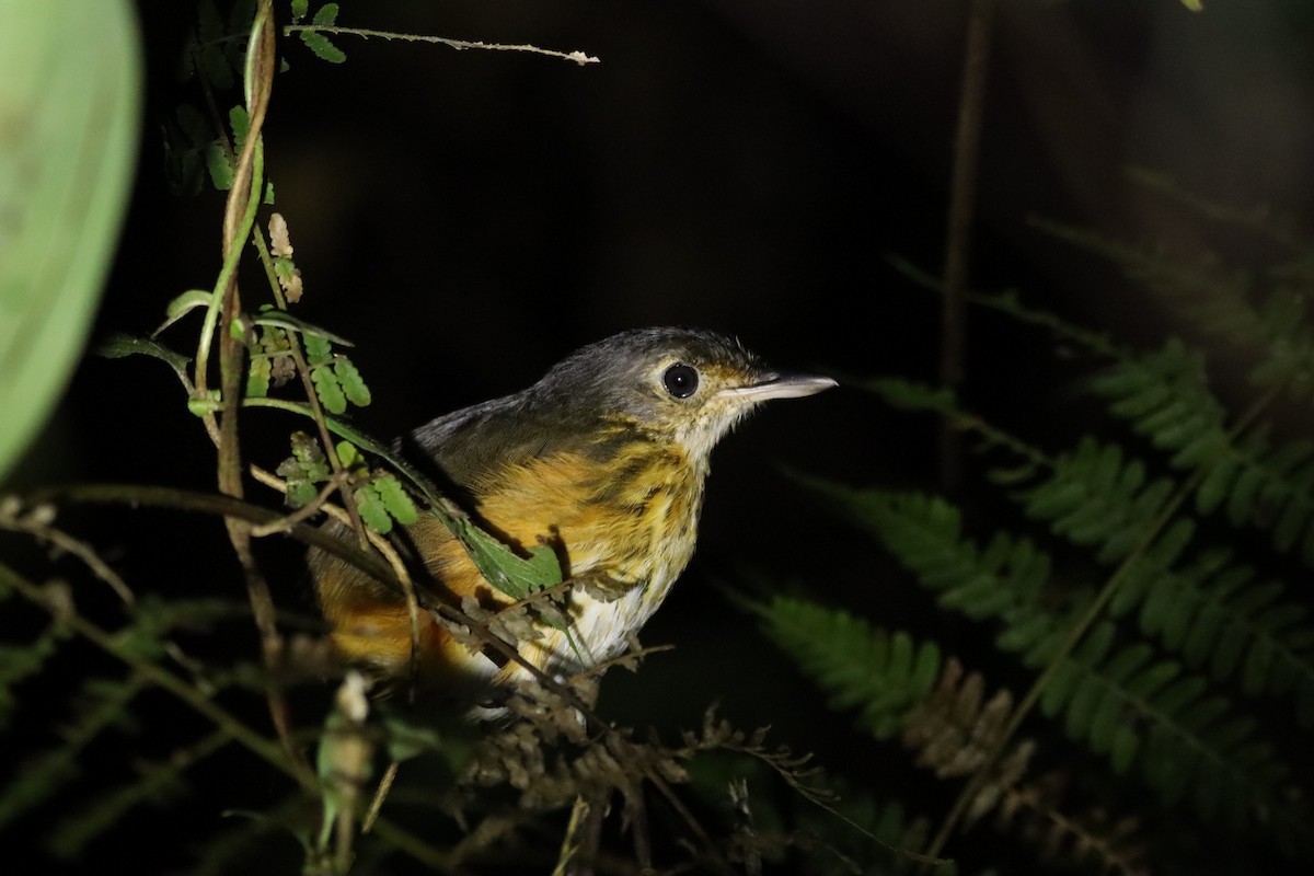 Thicket Antpitta - ML647357429
