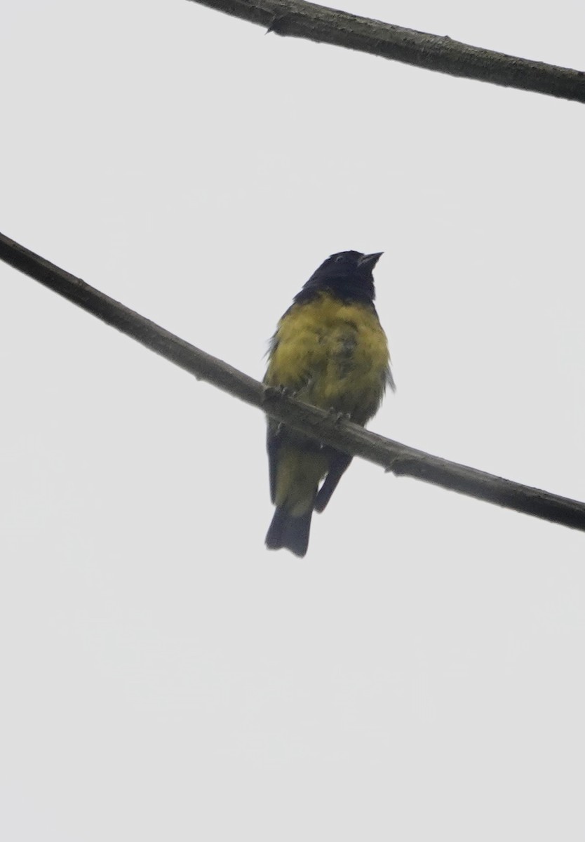 Yellow-bellied Siskin - ML647357430