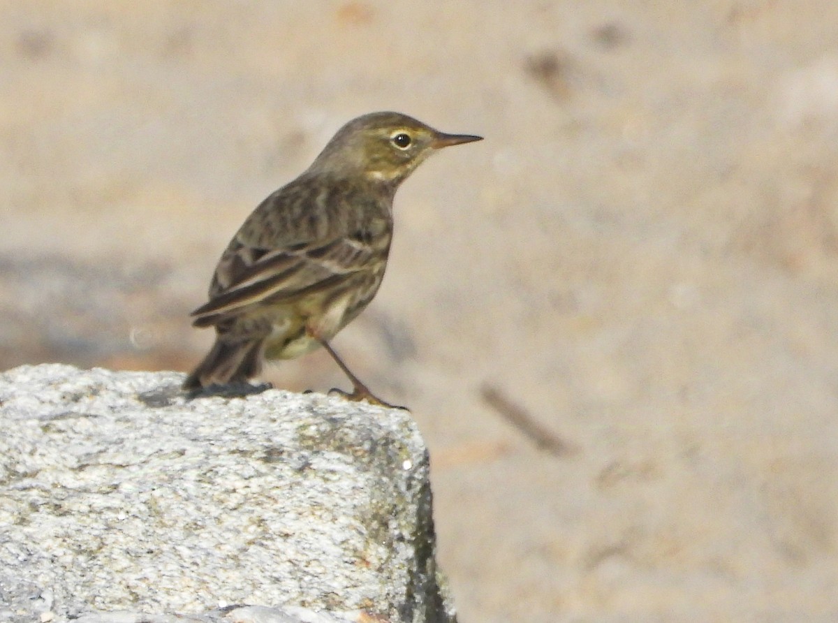 Rock Pipit - ML647357431