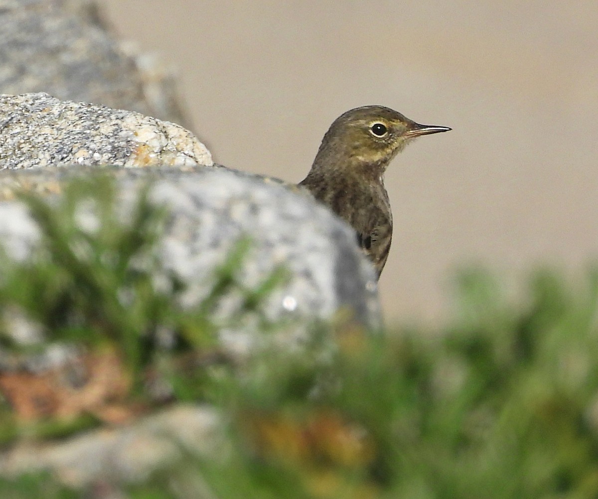 Rock Pipit - ML647357432