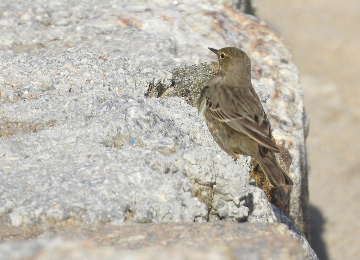 Rock Pipit - ML647357433