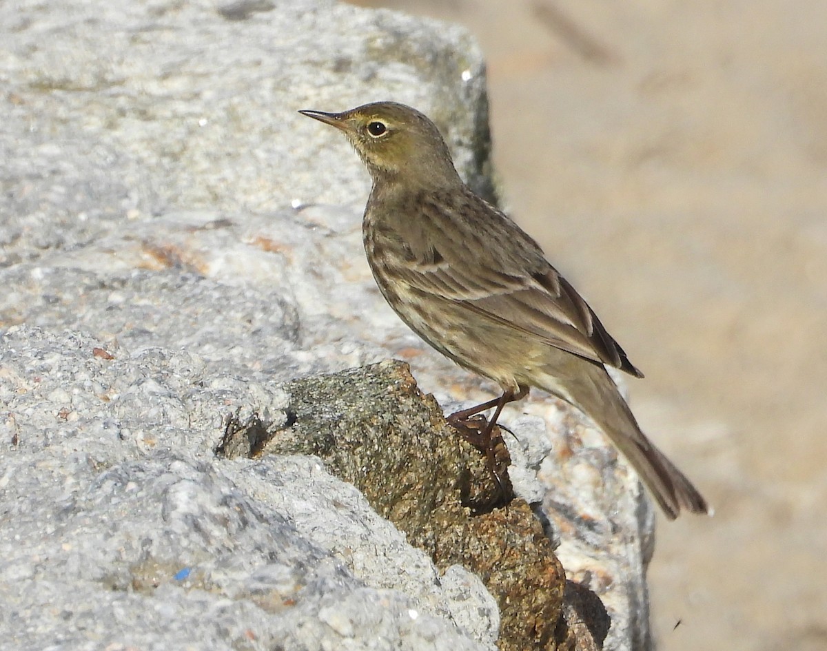 Rock Pipit - ML647357434